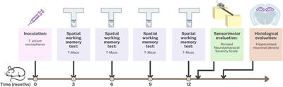 Impaired spatial working memory and reduced hippocampal neuronal density in a rat model of neurocysticercosis